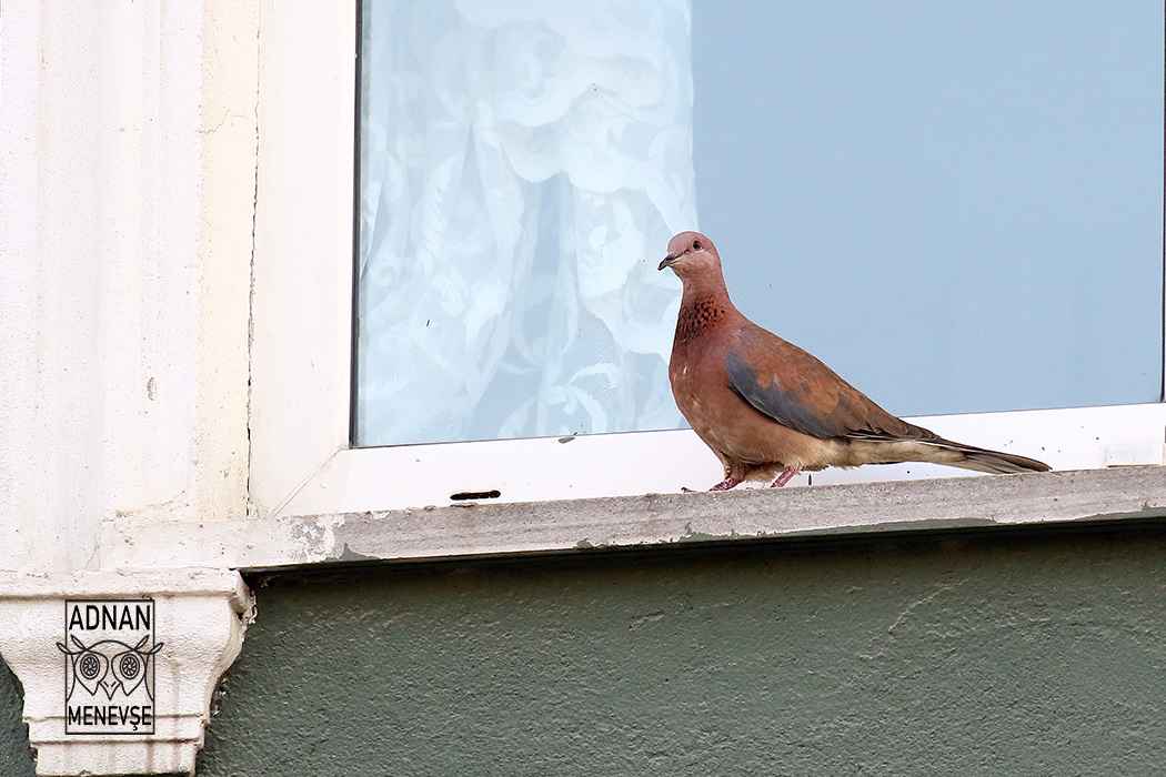 Laughing Dove